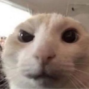 Meet your Posher, Audonis